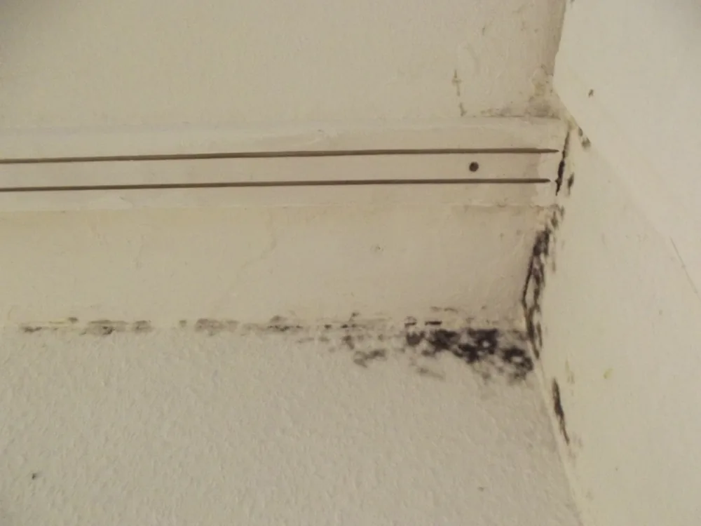 Technician in protective gear removing a mold-damaged wall in a Schiller Park home